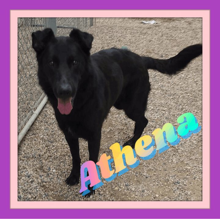Athena, an adoptable German Shepherd Dog & Flat-Coated Retriever Mix in Clear Lake, IA_image-1