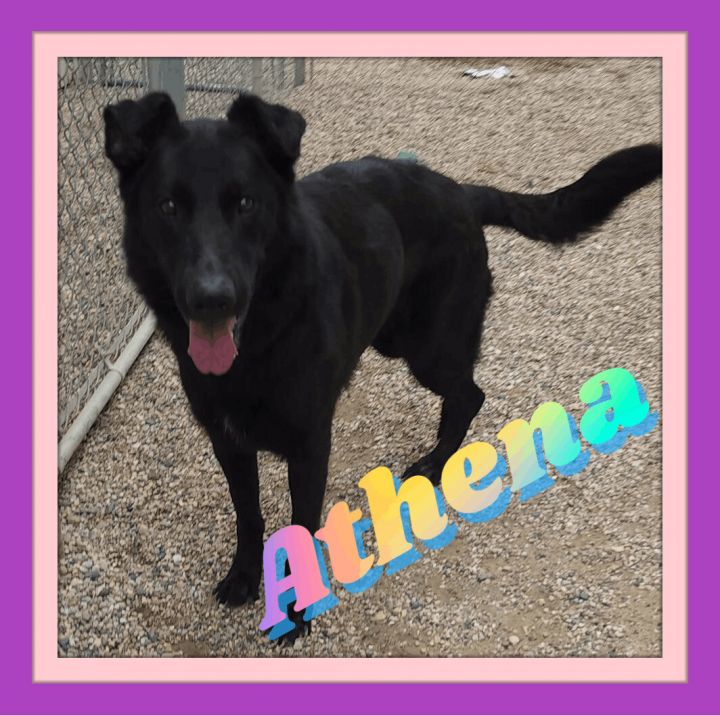 Flat coated clearance retriever shepherd mix