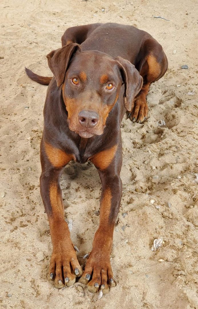 rottweiler and doberman