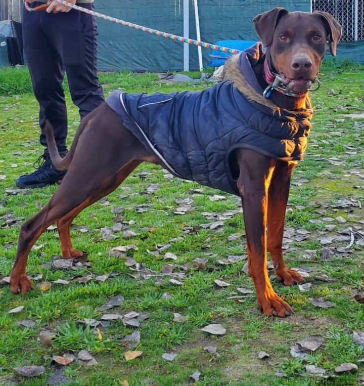 doberman mix rottweiler