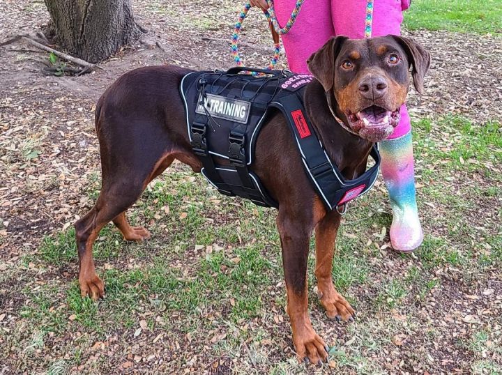 doberman rottweiler mix puppies