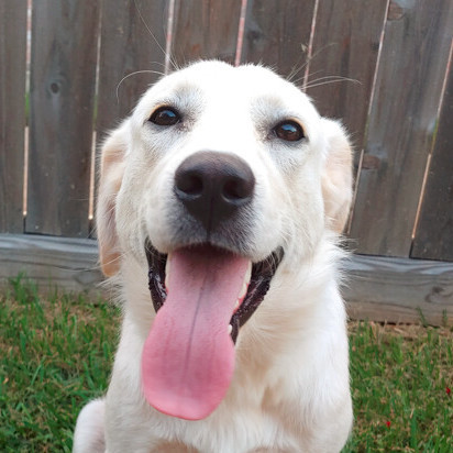 Bailey, an adopted Great Pyrenees & Labrador Retriever Mix in Houston, TX_image-1