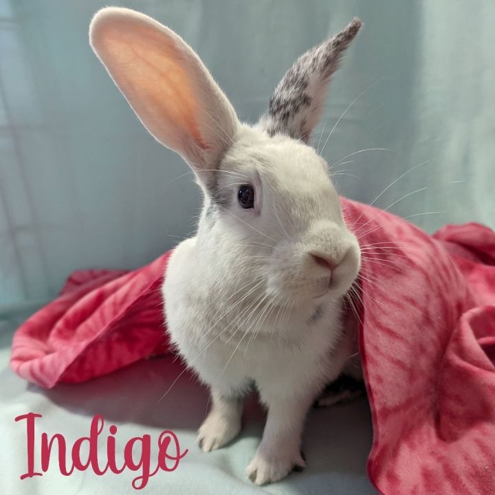 Indigo, an adoptable Harlequin Mix in Erie, PA_image-1