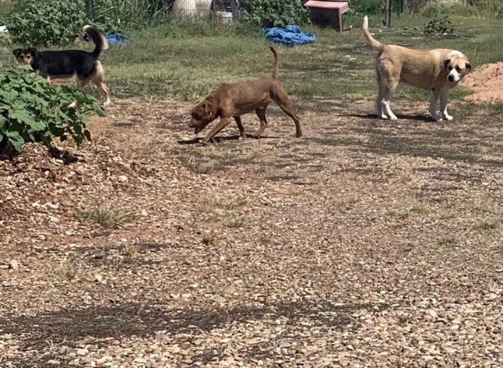 Dog for adoption - Smiley, an American Staffordshire Terrier in Bonham ...