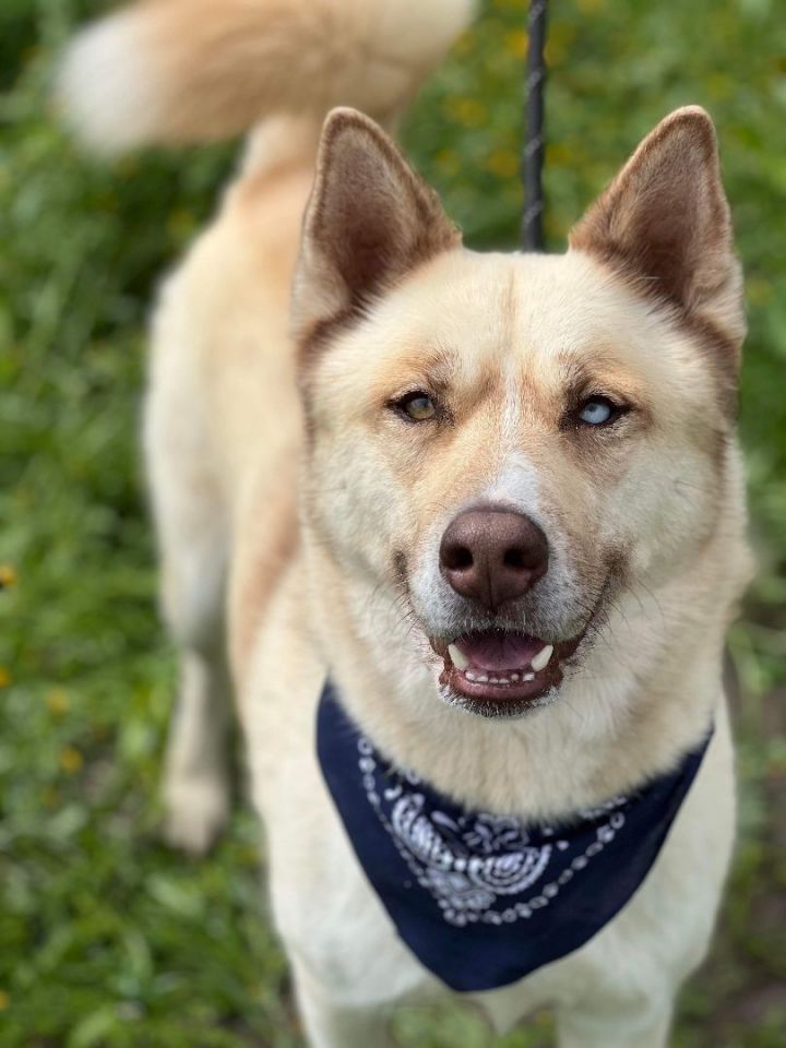 Husky malamute sales akita mix