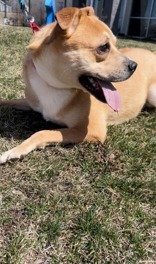 Nora, an adoptable American Bulldog in Oskaloosa, IA, 52577 | Photo Image 2