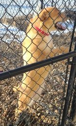 Nora, an adoptable American Bulldog in Oskaloosa, IA, 52577 | Photo Image 3
