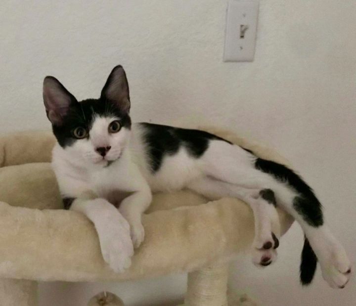 Ash, an adoptable Tuxedo & Domestic Short Hair Mix in Mission Viejo, CA_image-1