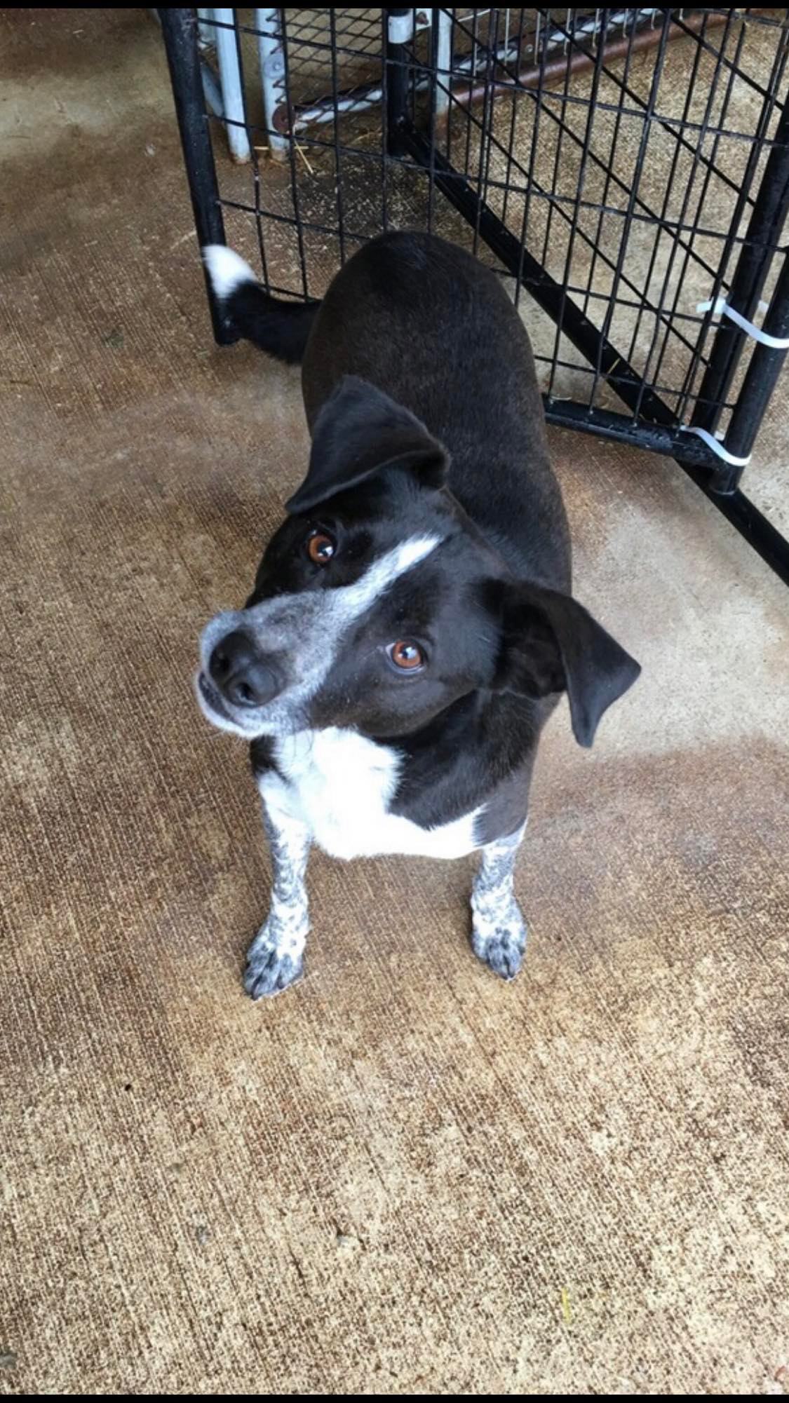 Rowdy, an adoptable Australian Cattle Dog / Blue Heeler in Poplar Bluff, MO, 63901 | Photo Image 1