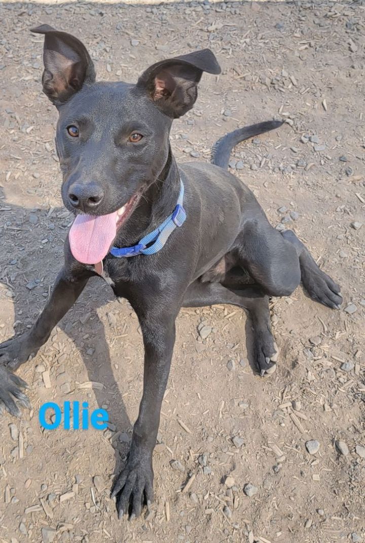 Ollie, an adoptable Labrador Retriever Mix in Madras, OR_image-1