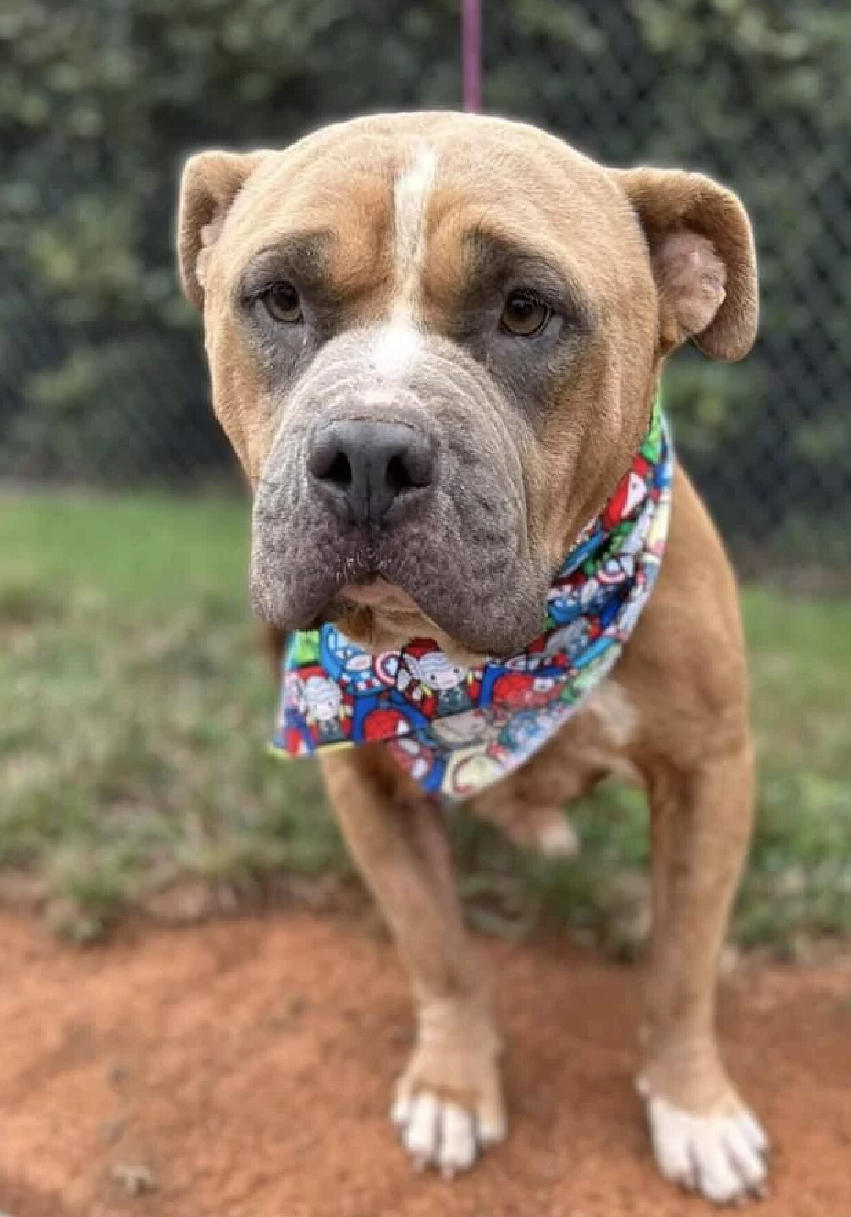 Pawpaw Bocephus, an adoptable Mixed Breed in BUTNER, NC, 27509 | Photo Image 2