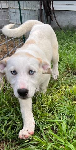 Rogue of Texas Loves Litter ATX, an adoptable Great Pyrenees Mix in Austin, TX_image-1