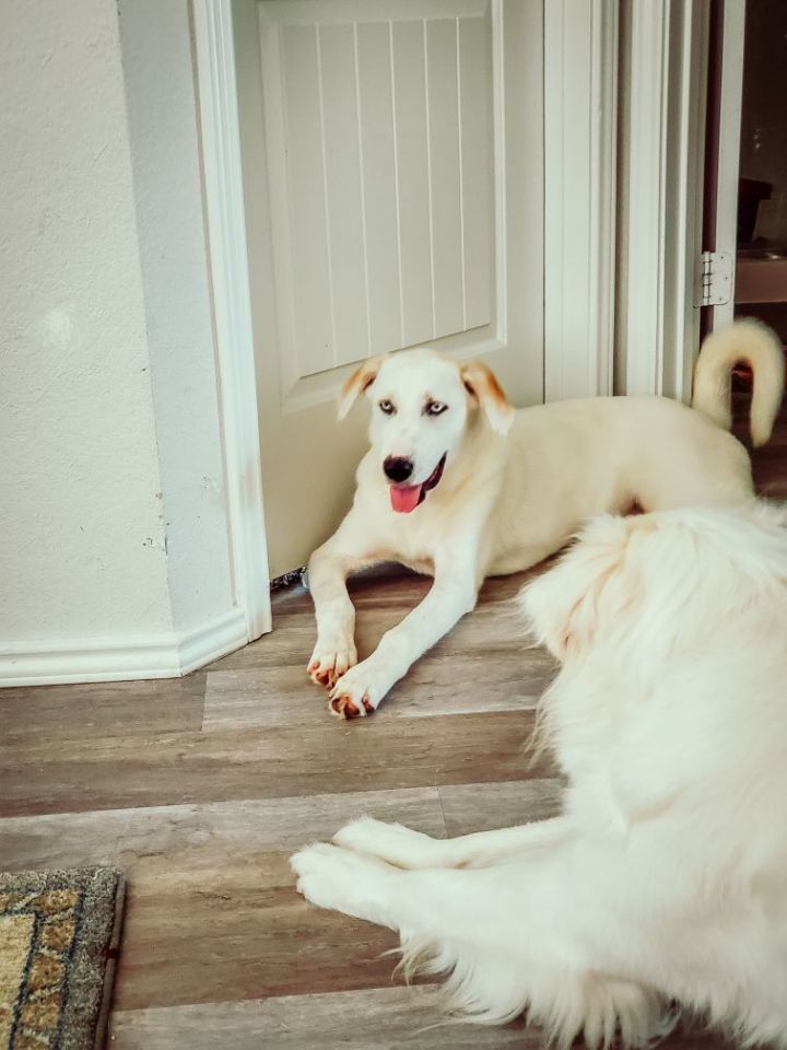Rogue of Texas Loves Litter ATX, an adoptable Great Pyrenees Mix in Austin, TX_image-3