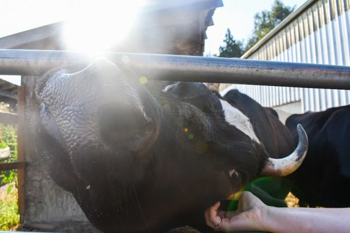 Priscilla & Valentine, an adoptable Cow in Bellingham, WA_image-1