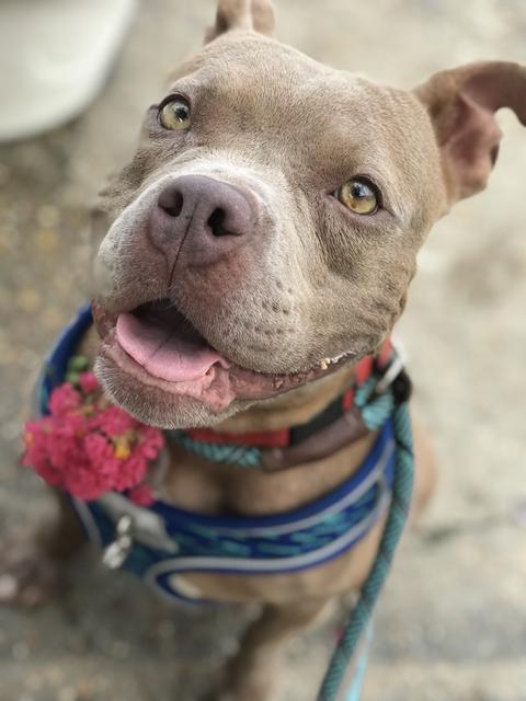 Carol, an adoptable Pit Bull Terrier in New Orleans, LA, 70123 | Photo Image 2