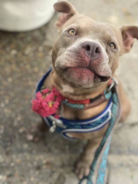 Carol, an adoptable Pit Bull Terrier in New Orleans, LA, 70123 | Photo Image 3