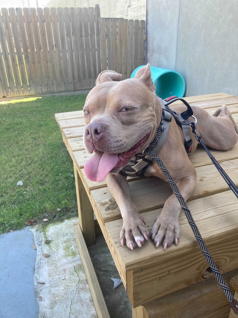 Carol, an adoptable Pit Bull Terrier in New Orleans, LA, 70123 | Photo Image 4