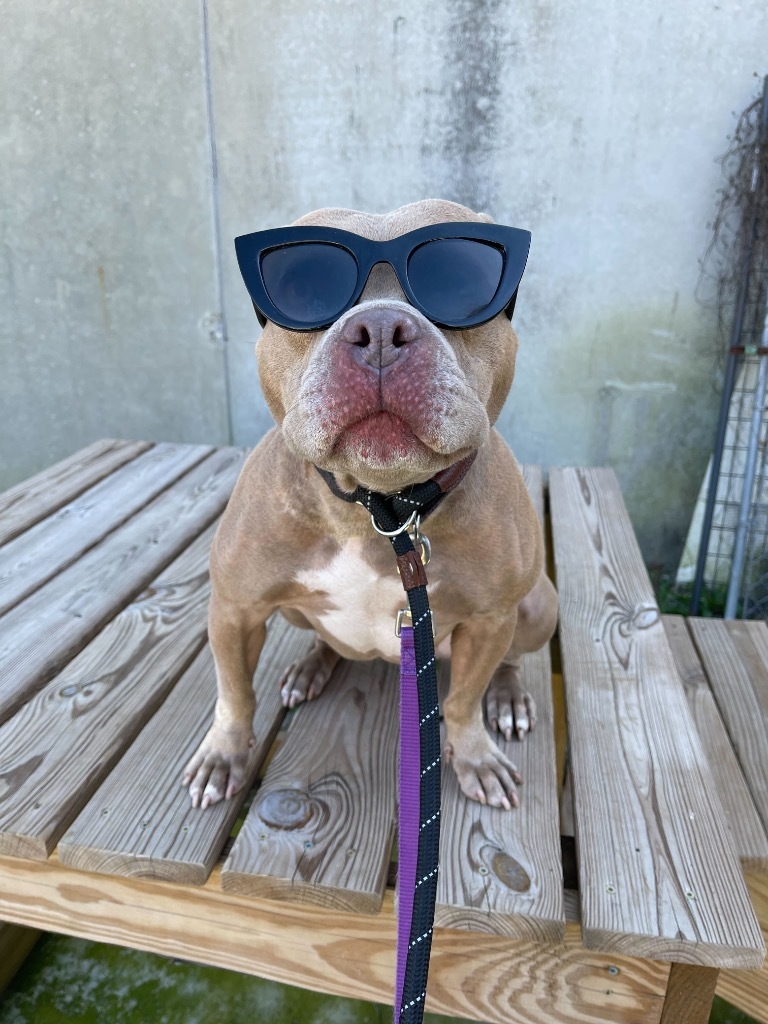 Carol, an adoptable Pit Bull Terrier in New Orleans, LA, 70123 | Photo Image 5