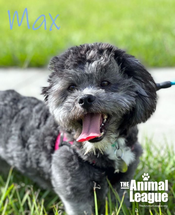 Max, an adopted Shih Tzu & Bichon Frise Mix in Clermont, FL_image-1