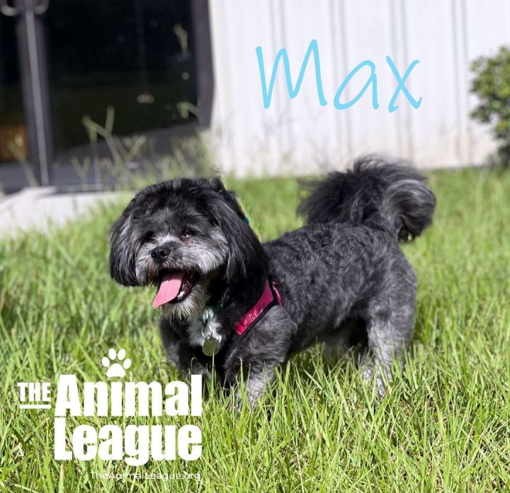 Max, an adopted Shih Tzu & Bichon Frise Mix in Clermont, FL_image-2