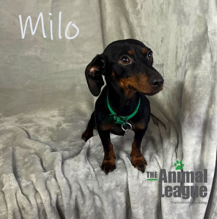 Milo, an adopted Dachshund Mix in Clermont, FL_image-1