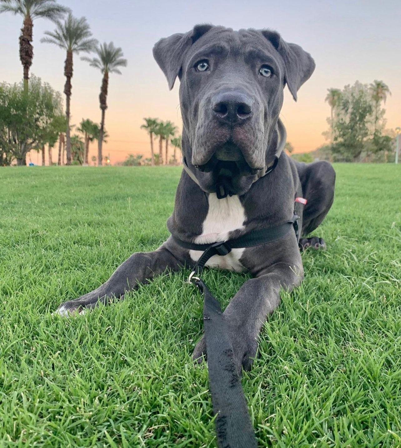 Leo, an adoptable Neapolitan Mastiff in San Diego, CA, 92116 | Photo Image 1