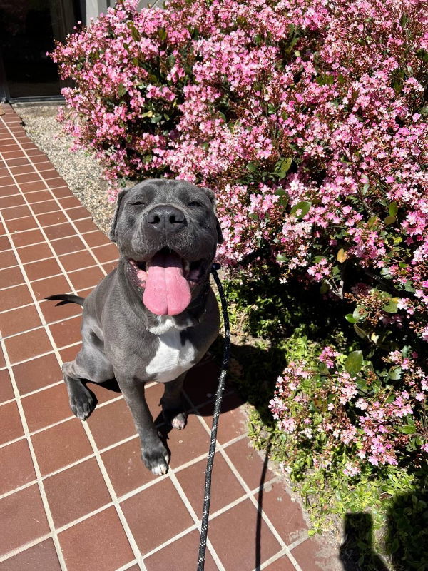 Leo, an adoptable Neapolitan Mastiff in San Diego, CA, 92116 | Photo Image 2