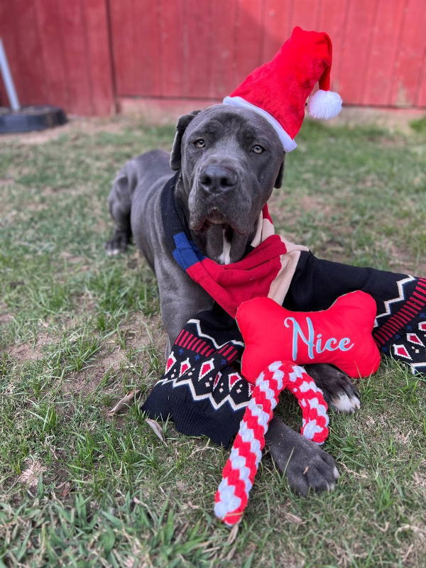 Leo, an adoptable Neapolitan Mastiff in San Diego, CA, 92116 | Photo Image 3