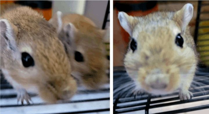 Sunny & Manny, an adoptable Gerbil in Airway Heights, WA_image-1