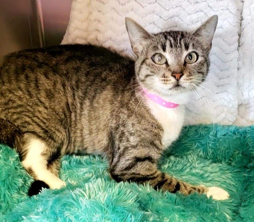 Cat for adoption Gilda, a Tabby & Tuxedo Mix in Macon, GA Petfinder