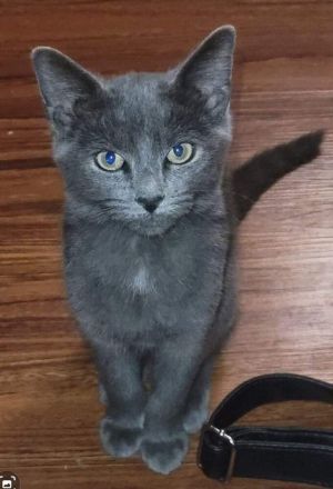 Petfinder store russian blue