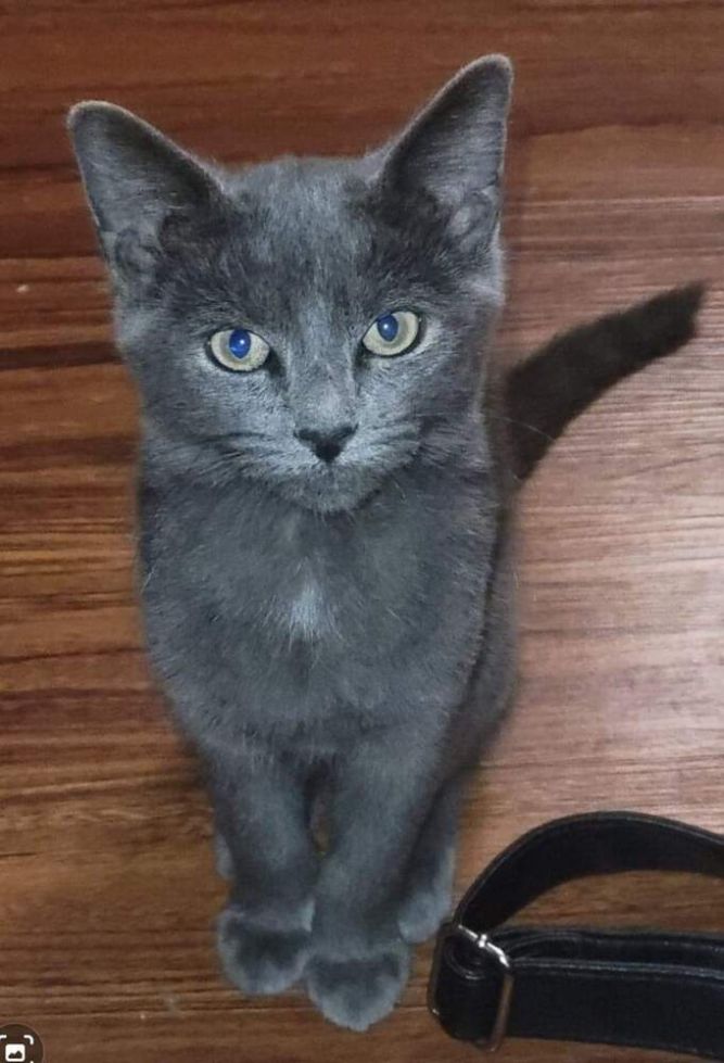 Russian blue cat store kijiji