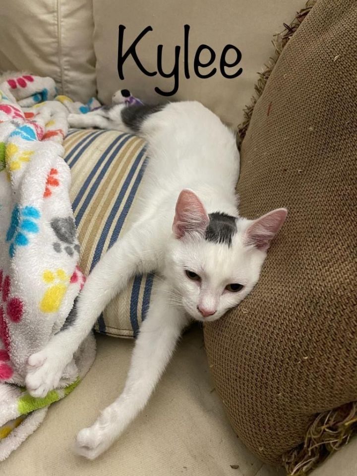 Cat for adoption Brie and Kylee, a Domestic Short Hair in Orlando, FL