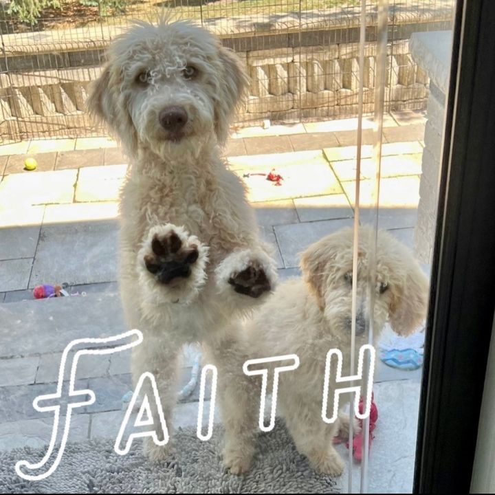 Faith & Hope, an adopted Labradoodle Mix in Rochester, NY_image-2