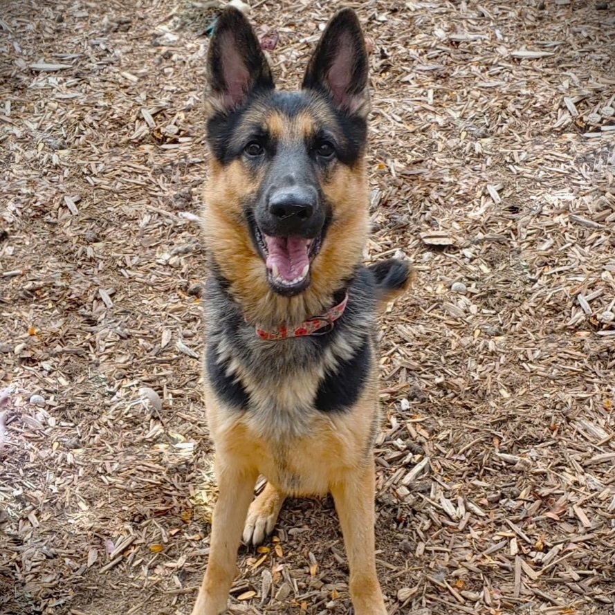 Siren, an adoptable German Shepherd Dog in Minneapolis, MN, 55438 | Photo Image 2