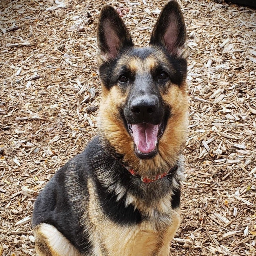 Siren, an adoptable German Shepherd Dog in Minneapolis, MN, 55438 | Photo Image 3