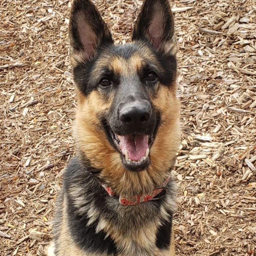 Siren, an adoptable German Shepherd Dog in Minneapolis, MN, 55438 | Photo Image 1