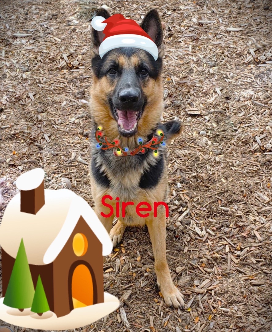 Siren, an adoptable German Shepherd Dog in Minneapolis, MN, 55438 | Photo Image 4