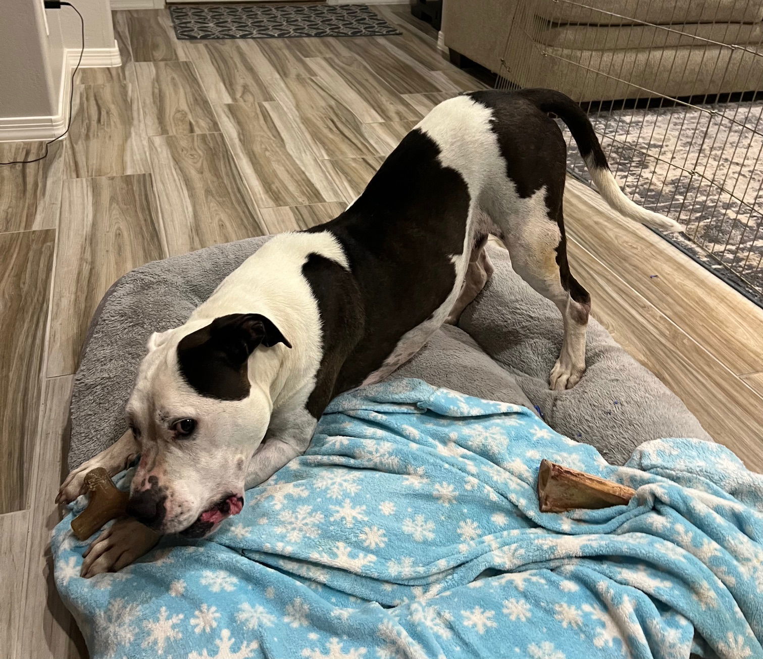 Moo, an adoptable American Bulldog, Pit Bull Terrier in Phoenix, AZ, 85017 | Photo Image 1