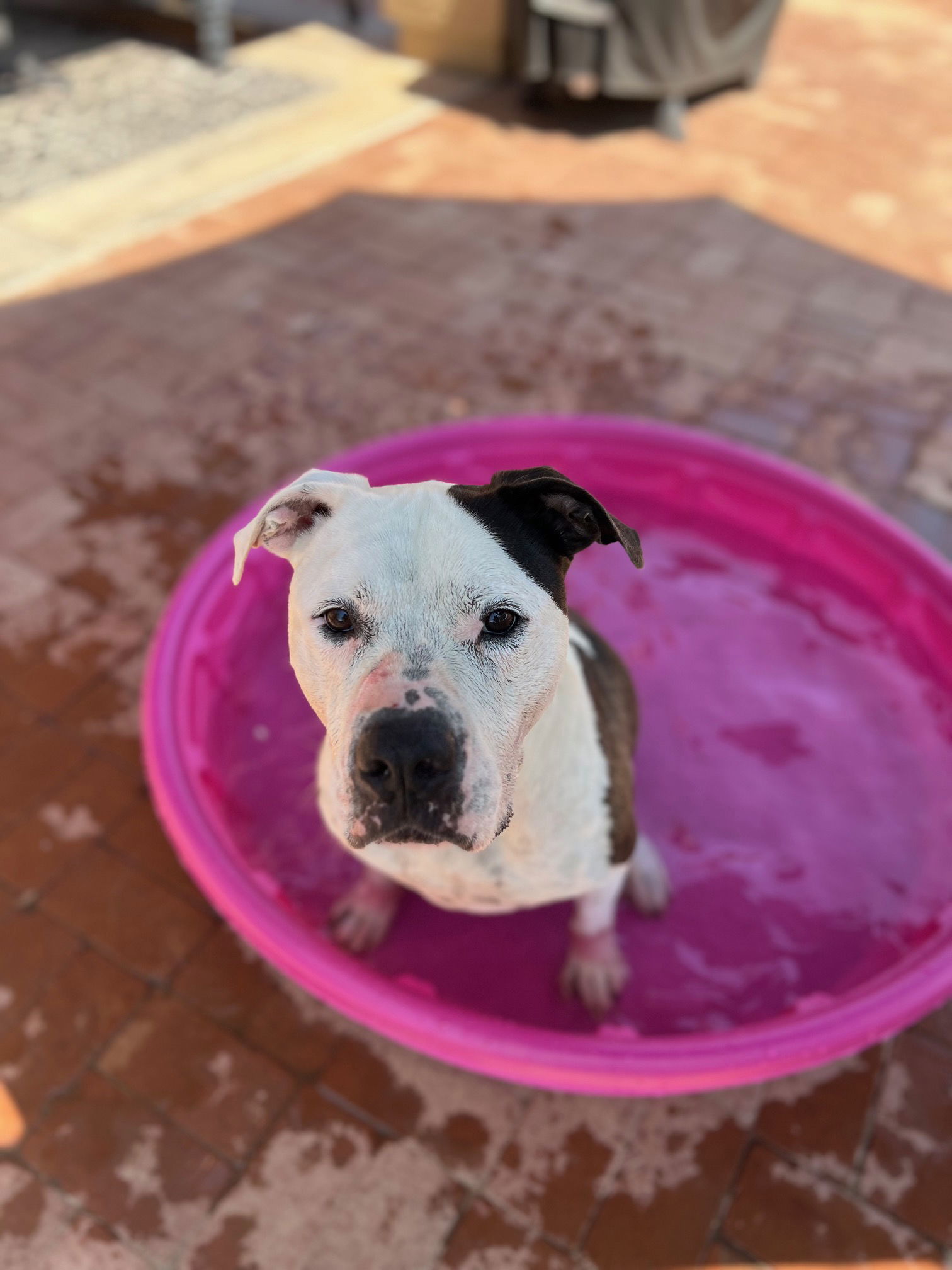 Moo, an adoptable American Bulldog, Pit Bull Terrier in Phoenix, AZ, 85017 | Photo Image 2