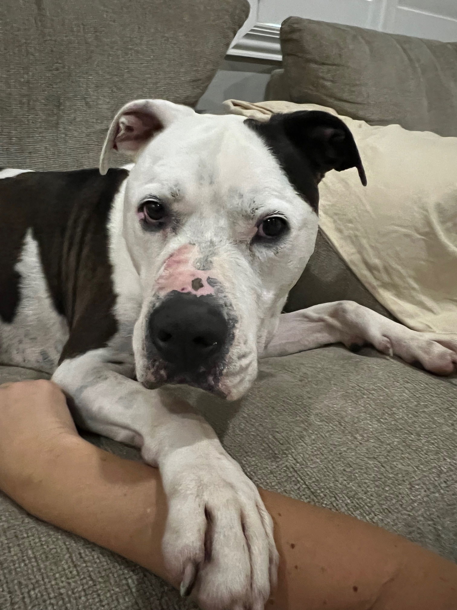 Moo, an adoptable American Bulldog, Pit Bull Terrier in Phoenix, AZ, 85017 | Photo Image 3