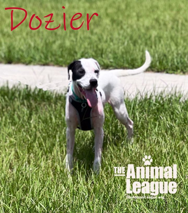 Dozier, an adoptable Pointer & American Bulldog Mix in Clermont, FL_image-3