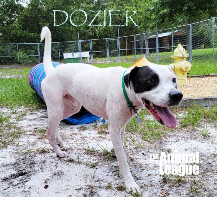 Dozier, an adoptable Pointer & American Bulldog Mix in Clermont, FL_image-6