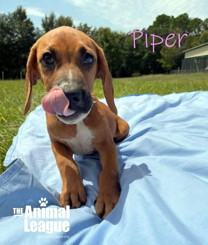 Piper, an adopted Boxer & Redbone Coonhound Mix in Clermont, FL_image-2