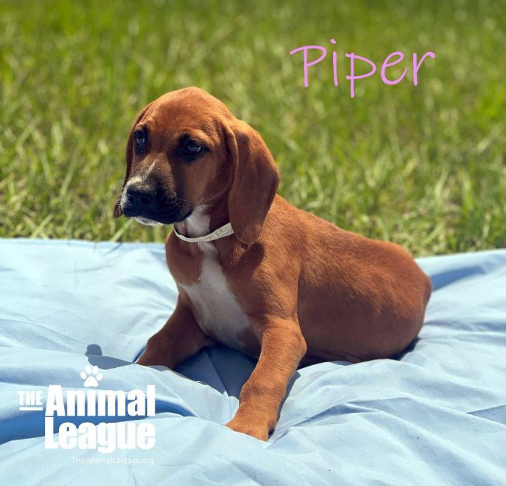 Piper 3