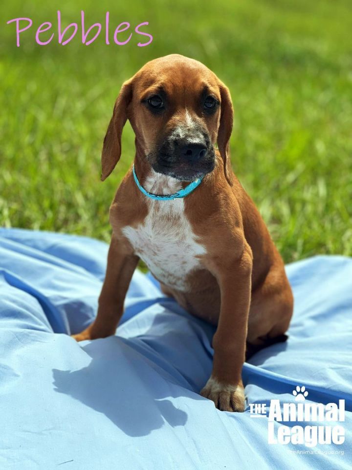 Pebbles, an adopted Boxer & Redbone Coonhound Mix in Clermont, FL_image-1
