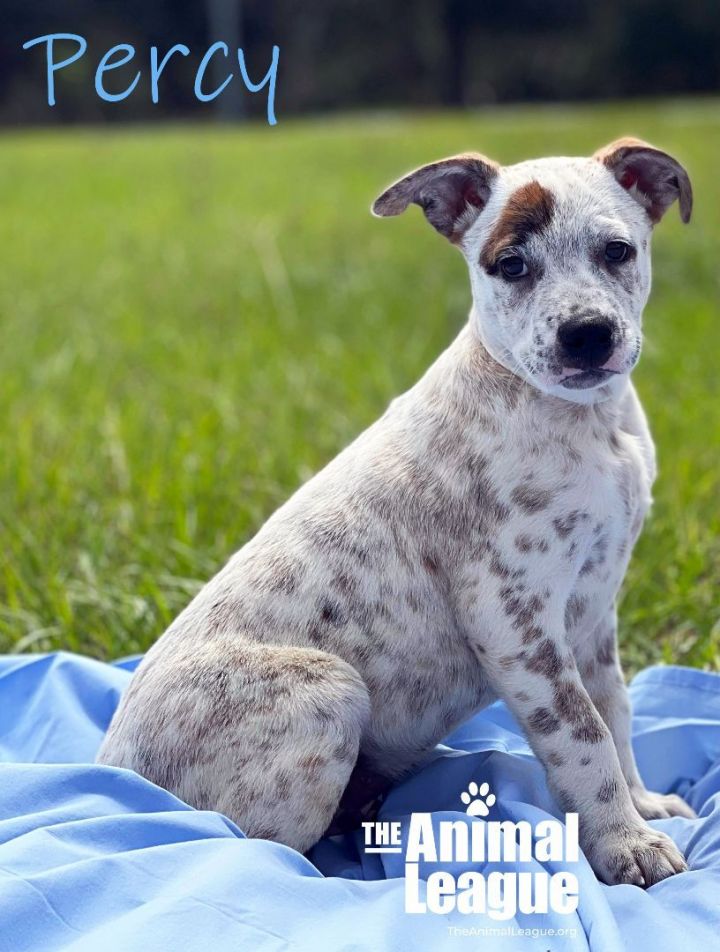 Percy, an adopted Australian Cattle Dog / Blue Heeler Mix in Clermont, FL_image-1