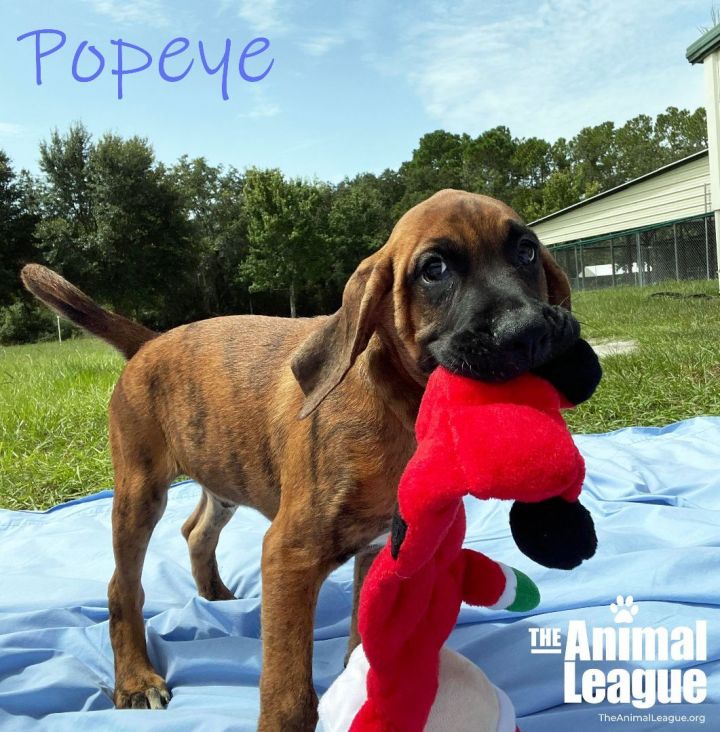 Popeye, an adopted Boxer & Redbone Coonhound Mix in Clermont, FL_image-1