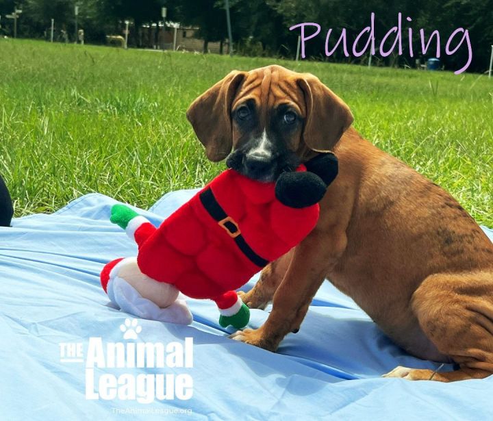 Pudding, an adopted Boxer & Redbone Coonhound Mix in Clermont, FL_image-1
