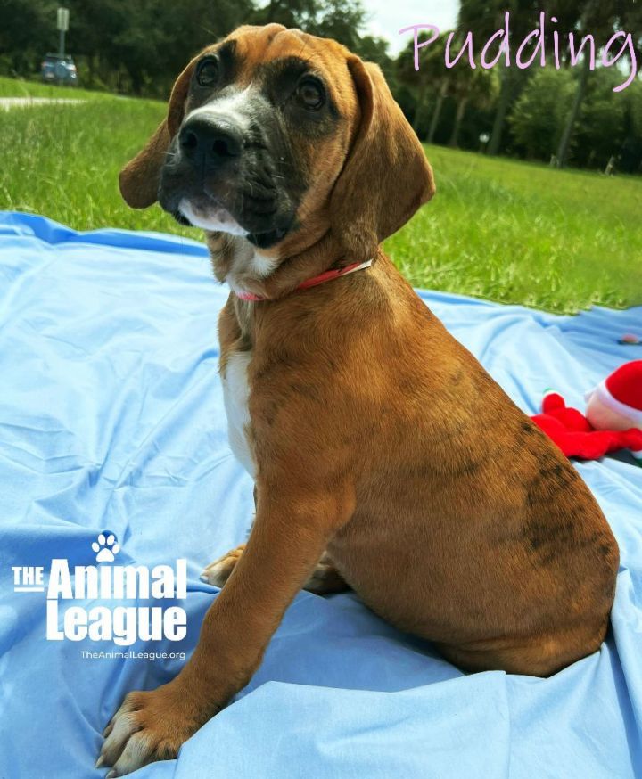 Pudding, an adopted Boxer & Redbone Coonhound Mix in Clermont, FL_image-3
